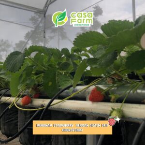 Rekomendasi Wisata Petik Stroberi Hits di Lembang