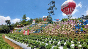 Suasana kebun stroberi di Bukit Strawbbery Lembang