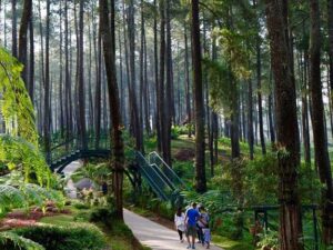 Hutan pinus yang hijau dan indah di Orchid Forest Cikole