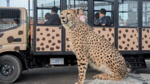 Melihat satwa dengan mobil ala Safari
