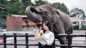Memberi makan gajah
