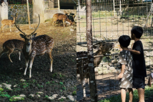 Kegiatan anak memberi makan rusa di mini zoo