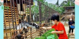 Kegiatan anak berinteraksi dengan hewan